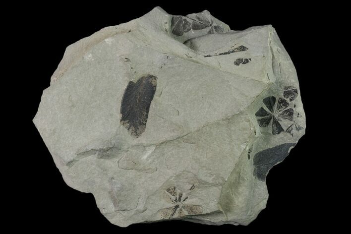 Fossil Flora (Macroneuropteris? & Annularia) Plate - Kentucky #138532